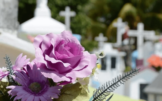 Roses in the cemetery