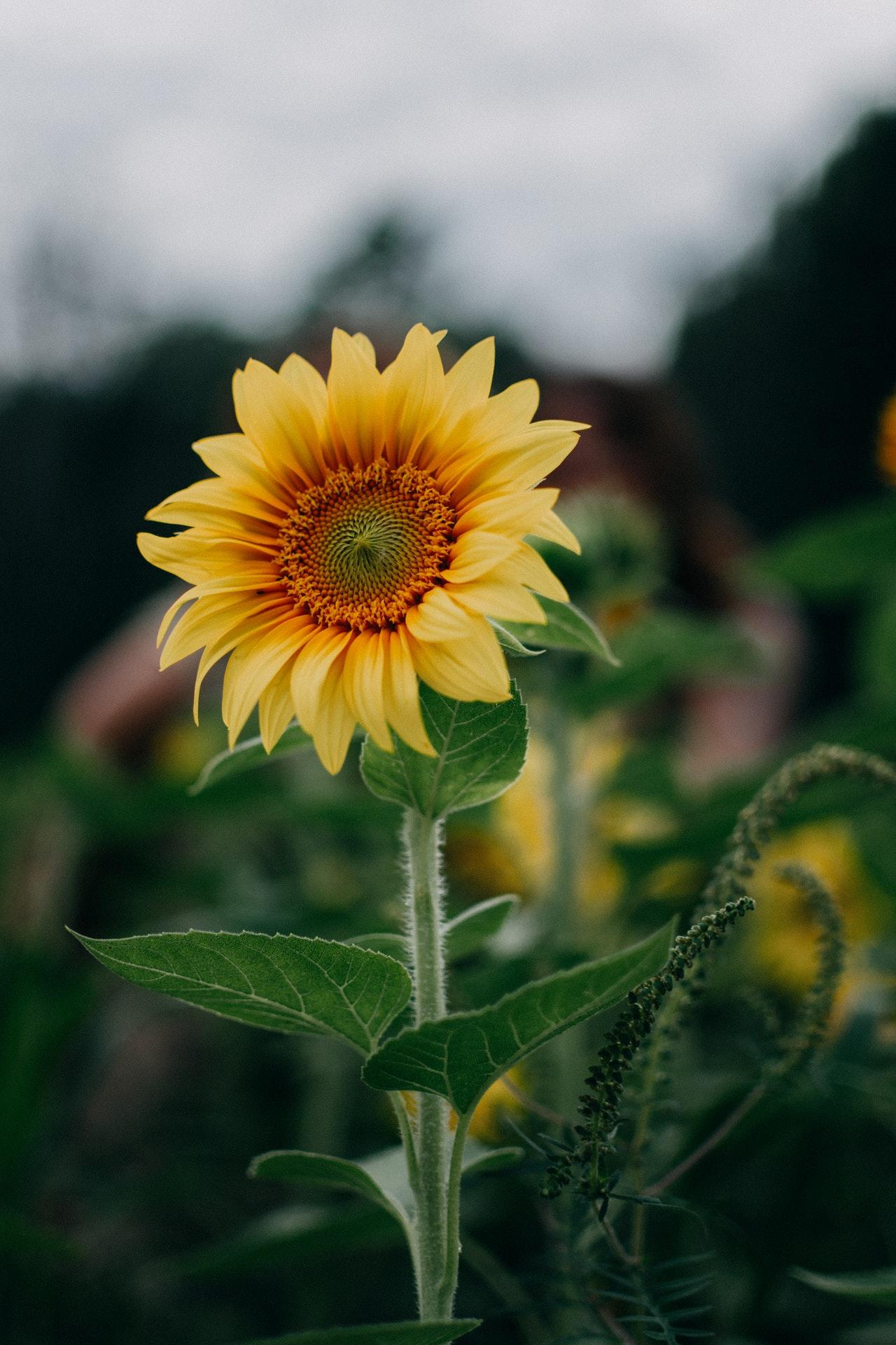 Sunflower - Green Burials