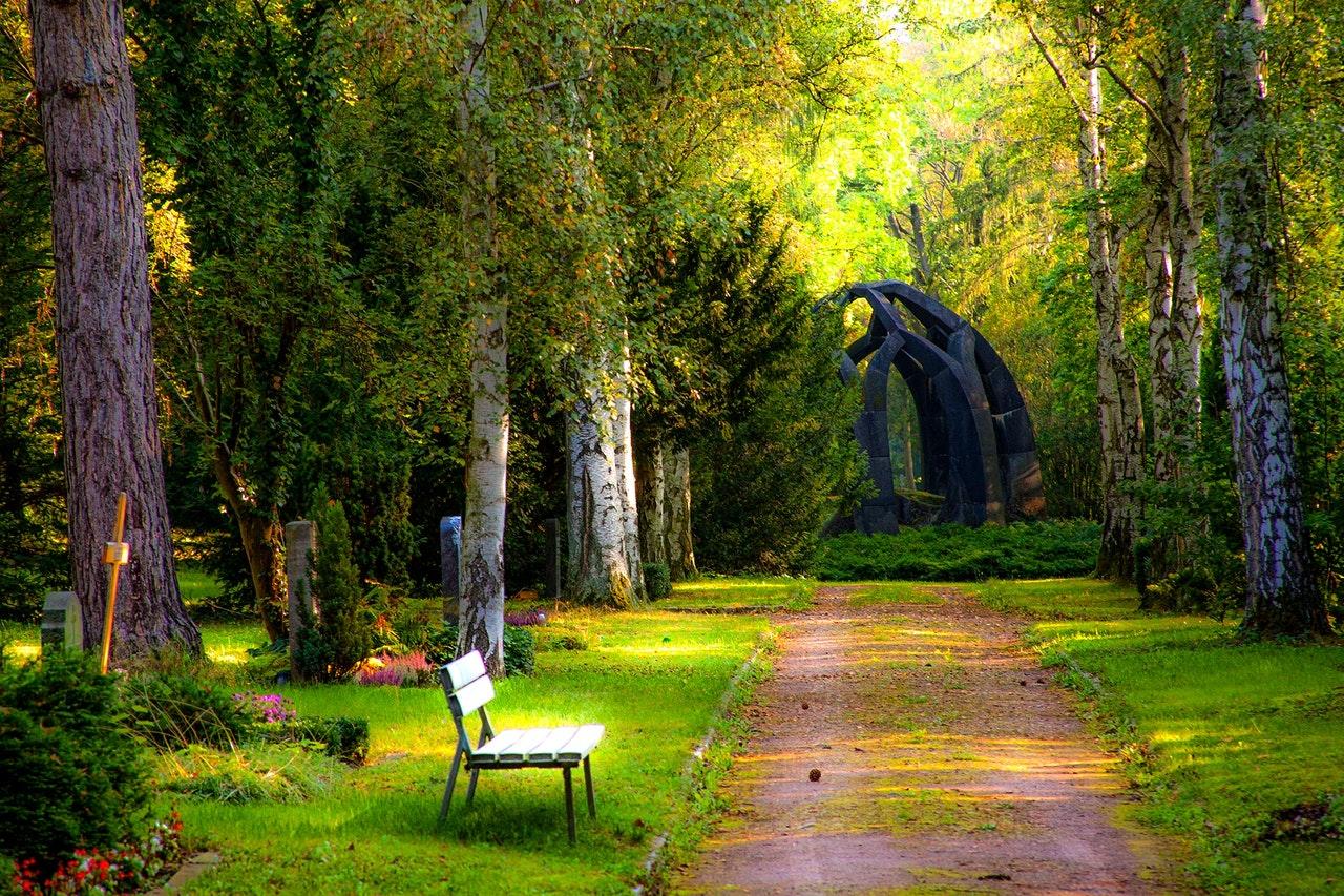 Empty bench by forest